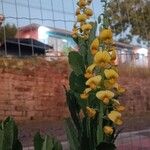 Crotalaria spectabilis Feuille