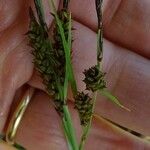 Carex tomentosa Fruit