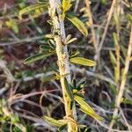 Maerua endlichii Leaf