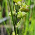 Scheuchzeria palustris Blomma