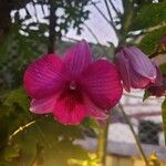 Dendrobium bigibbum Λουλούδι