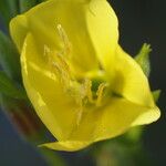Oenothera pycnocarpa Blüte