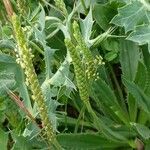 Plantago serraria Flor