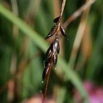 Carex pulicaris 其他