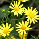 Jacobaea aquatica Flor