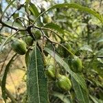 Solanum aviculare Gyümölcs