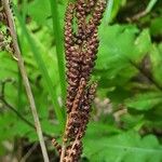 Onoclea sensibilis Fruit