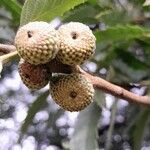 Quercus castaneifolia Alia