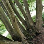 Tilia cordata Bark