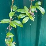 Holboellia latifolia Kukka