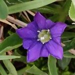 Gentiana pyrenaica Blomma