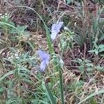 Tradescantia ohiensisFloare