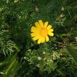 Chrysanthemum coronarium Flor