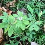 Potentilla simplex Leaf