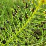 Bulbine abyssinica Fruto