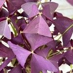 Oxalis triangularis Blatt