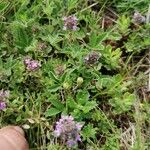 Thymus pannonicus Leaf