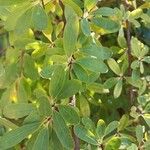 Exochorda racemosa Leaf