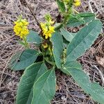 Crotalaria mitchellii Облик