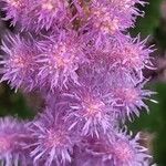 Astilbe rubra Bloem