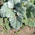 Salvia argentea autre