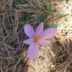 Colchicum neapolitanum Fleur