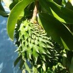 Annona muricata 果實