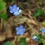 Omphalodes nitidaFlower