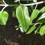 Salvia discolor Feuille