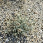 Teucrium dunense Hábito