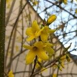 Forsythia suspensaBlomma