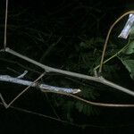 Entada polystachya Corteza