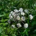 Oenanthe crocata Flors