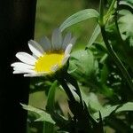 Mauranthemum paludosum Blüte