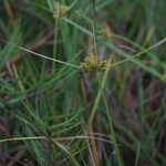 Cyperus polystachyos Flower