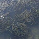 Vallisneria spiralis Likasa