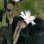 Silene latifolia Flower