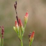 Hypericum gentianoides Fruit