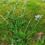 Lycopodium clavatum Blad