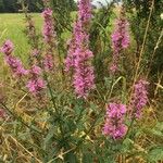 Lythrum salicariaFlower