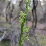 Habenaria tridactylites Flor