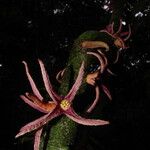 Uvariopsis bakeriana ᱵᱟᱦᱟ