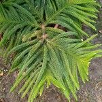 Araucaria nemorosa ᱥᱟᱠᱟᱢ