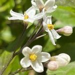 Solanum laxum Flower