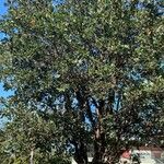 Cordia dodecandra Habitus