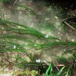 Zostera marina Outro