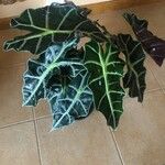 Alocasia sanderianaFolha