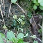 Samolus valerandi Fruit