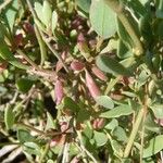 Atriplex portulacoides ഇല