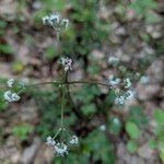 Sanicula europaea Bloem